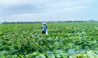 Sở Nông nghiệp và Môi trường: Các địa phương chủ động ứng phó với bão số 9, bảo vệ sản xuất nông nghiệp